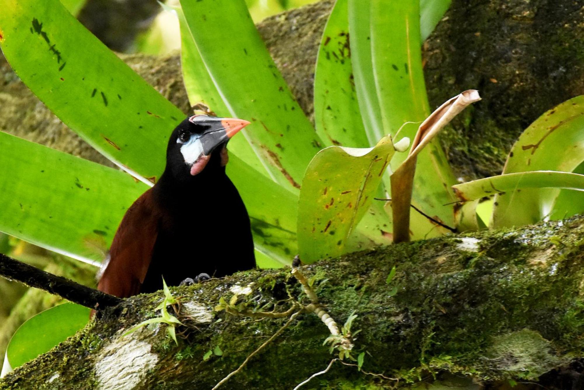 Hotel Arenal Country Inn La Fortuna 외부 사진