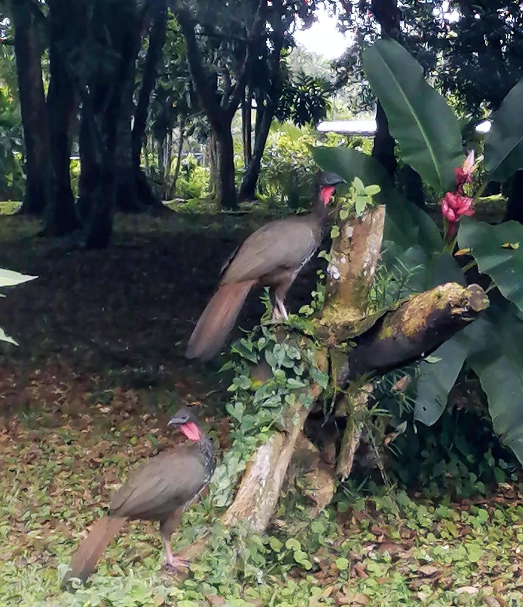Hotel Arenal Country Inn La Fortuna 외부 사진